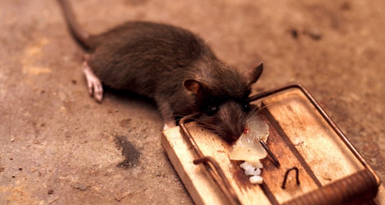 Las trampas de chasquido son alternativas muy eficientes del veneno para matar ratas.
