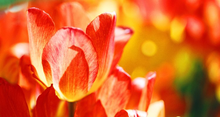 How to care for tulips after bloom