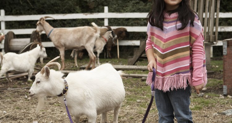 Los cuerpos compactos de las cabras enanas pueden aumentar las probabilidades de experimentar problemas en el parto.