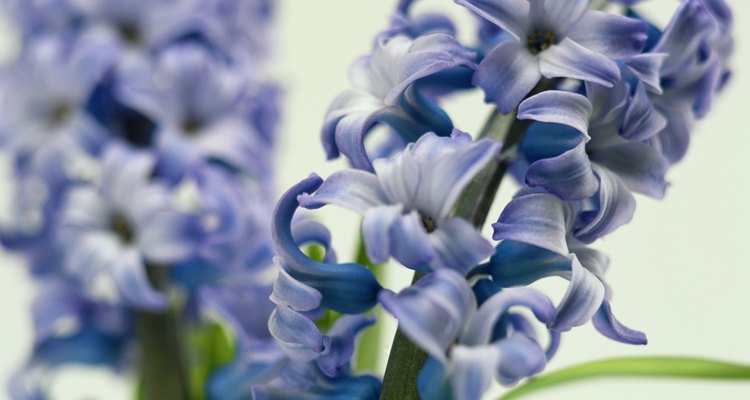 Los jacintos son plantas de jardín muy atractivas y aromáticas.