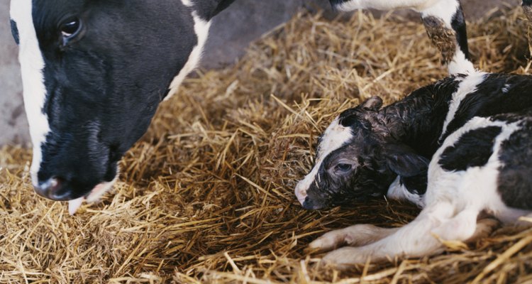 É importante saber os sinais de aviso que indicam que uma vaca está pronta para parir