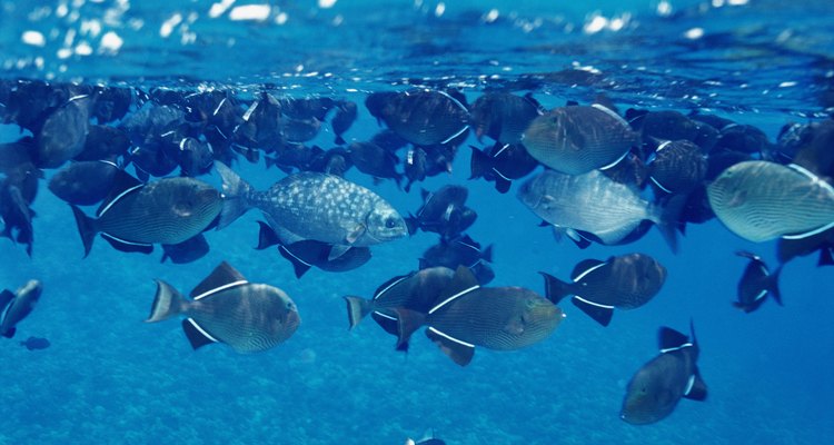 School of Black Triggerfish, Maui