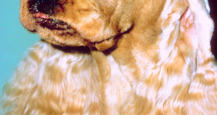 Los perros que tienen orejas blandas son los que son más proclives a las orejas secas y otros problemas relacionados con ellas.