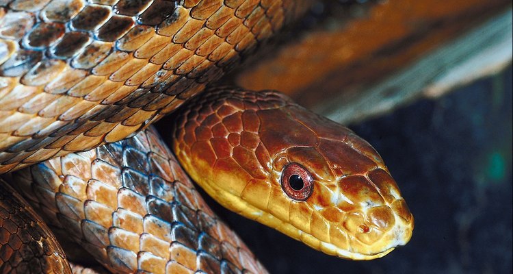 Las serpientes no tienen pies, pero a diferencia de los lagartos sin pies, las serpientes no tienen párpados u oídos externos.