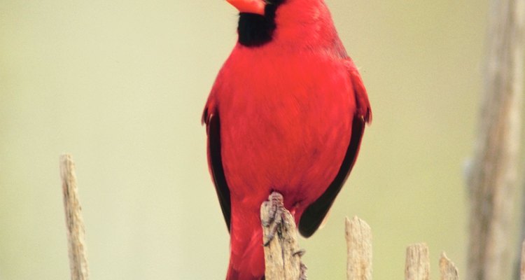 Los cardenales y otros pájaros picotean al reflejo que ven en la ventana.
