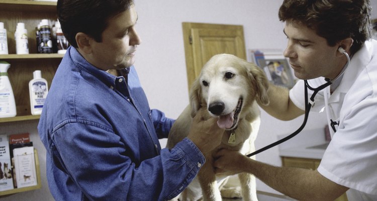 Un perro en el veterinario.