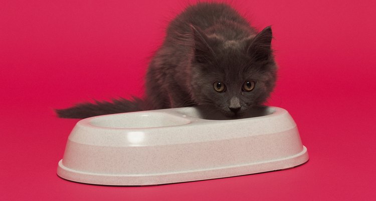 Os gatos poderão ter problemas para comer, enquanto estiverem usando o colar elisabetano