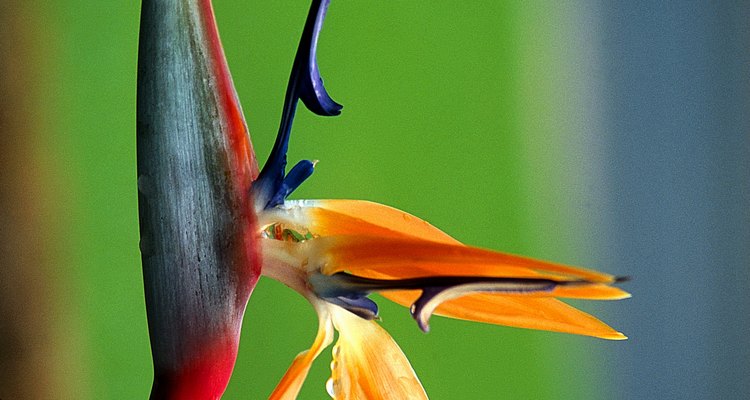 Com os devidos cuidados, a Strelitzia reginae pode florescer em vasos tanto no quintal quanto dentro de casa