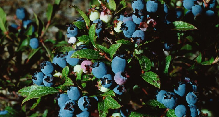 Os mirtilos possuem sementes pequeninas encontradas no interior da fruta