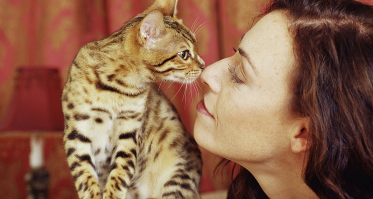 Los gatos con hipertiroidismo beberán más agua y orinarán más frecuentemente.