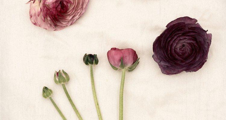 Cut the ranunculus before it opens for longer lasting cut flowers.