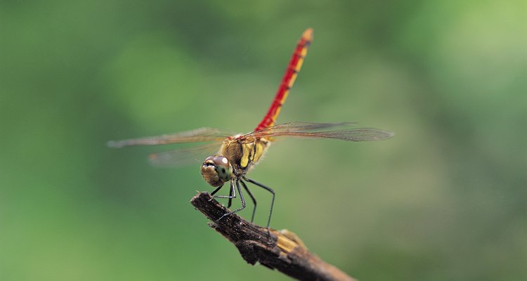 La libélula extiende sus alas completamente cuando descansa.
