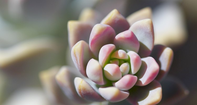 A Echeveria é uma suculenta e resistente planta que pode prosperar tanto dentro quanto fora de casa