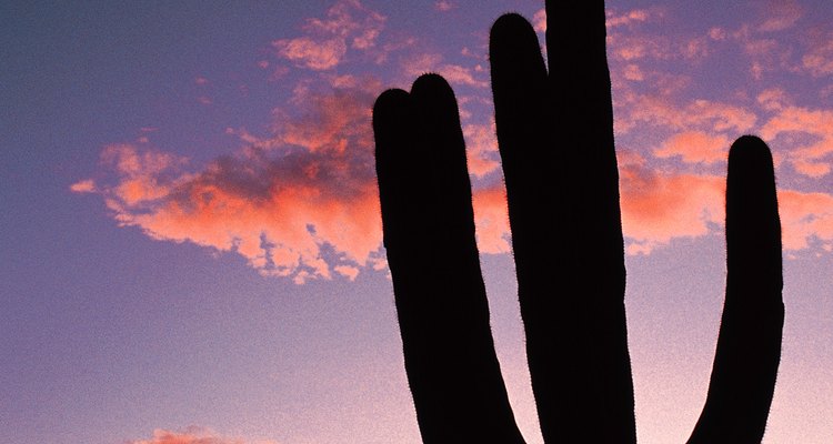 Parque Nacional Saguaro, Arizona.