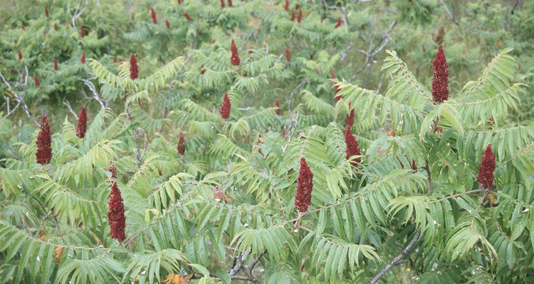 Sumacs require annual pruning.
