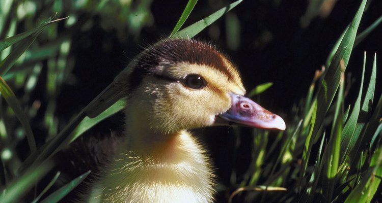 Los patos silvestres son una de las varias especies con patitos marrones y amarillos.