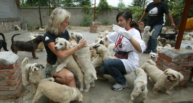Voluntarios para atender a animales refugiados.