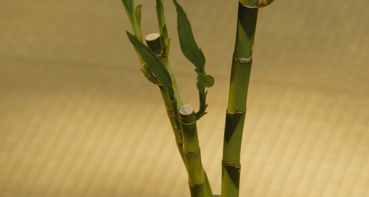 El bambú de interior es tan susceptible a los hongos blancos como las plantas de exterior.