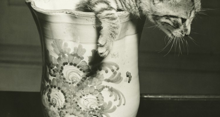 Los gatitos taza de té nacen con una serie de mutaciones que los mantienen pequeños.