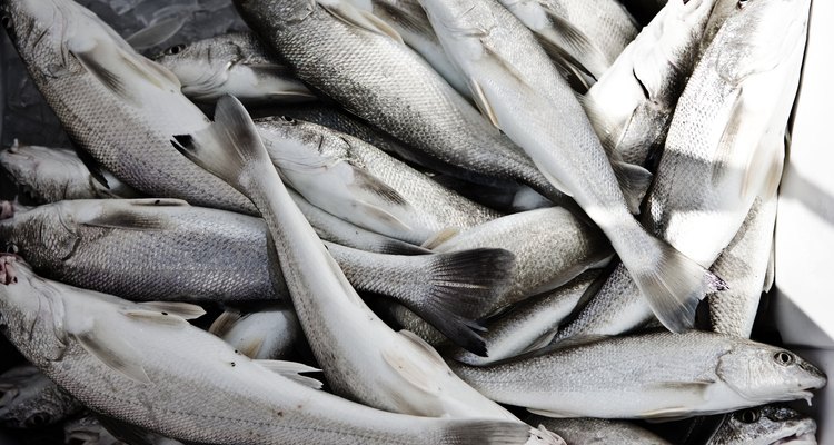 A farinha de peixe é uma ração rica em nutrientes para animais de criação