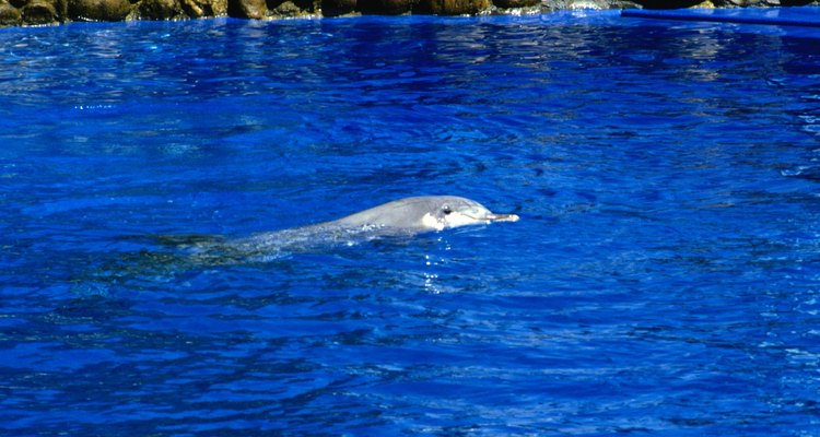 La interacción con delfines es una actividad especial.