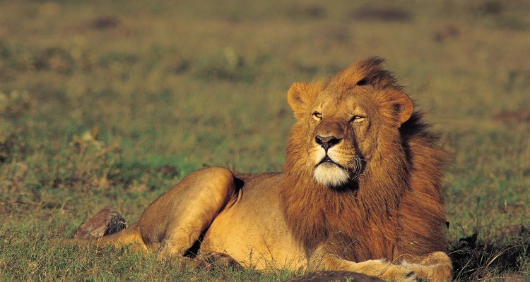 Puedes oír el rugido de un león a una distancia de cinco millas (8 km).