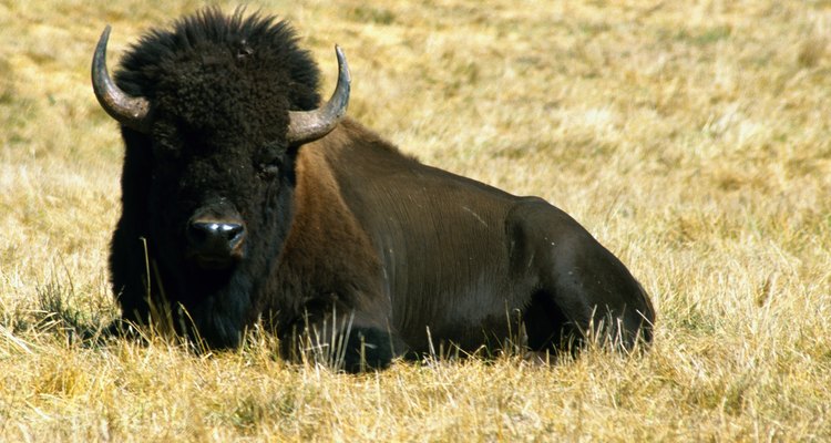 Las plantas nativas de las praderas alguna vez fueron las que mantuvieron alimentados y con los nutrientes adecados a los bisontes.