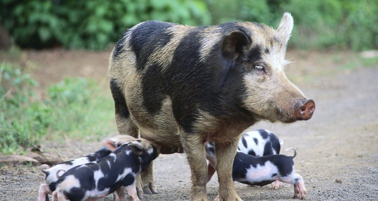 La mayoría de los cerdos criados en Estados Unidos pertenecen a una de las ocho razas.
