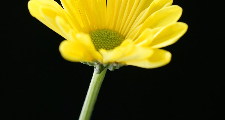 Quita las flores muertas para mejorar el aspecto de la planta.