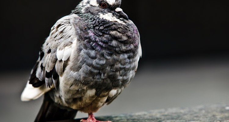 O pombo de rocha feroz é comumente encontrado nas ruas