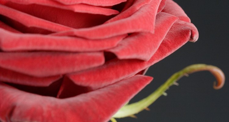Las rosas rojas han reinado como el mayor de los símbolos de amor en el día de San Valentín.