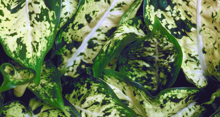 La Dieffenbachia es una planta variegada de hoja perenne que presenta diversas combinaciones de colores.