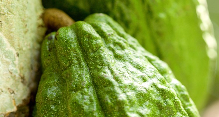 Los mayas cultivaron huertos de árboles para sus cocinas.