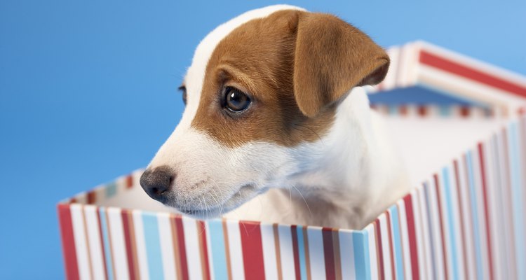 Este método crea perros destructivos y tristes.