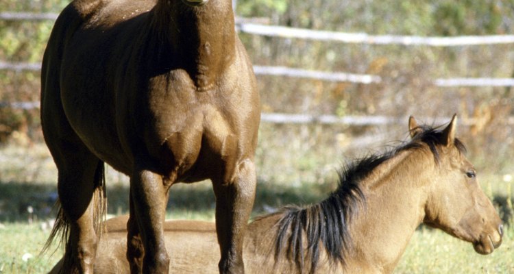 Hay muchas carretas de caballos disponibles.