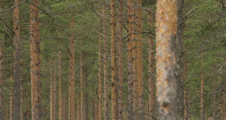 Agroforestry differs from traditional forestry by growing other crops on the same land.