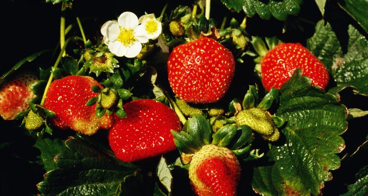 Las plantas de fresa pueden producen una gran cantidad de frutas, pero requieren poco espacio.