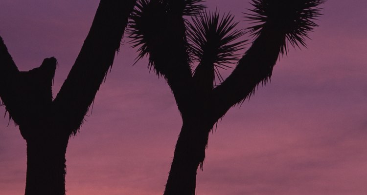 Joshua Tree National Park incluye caminatas por los cañones y dos desiertos.