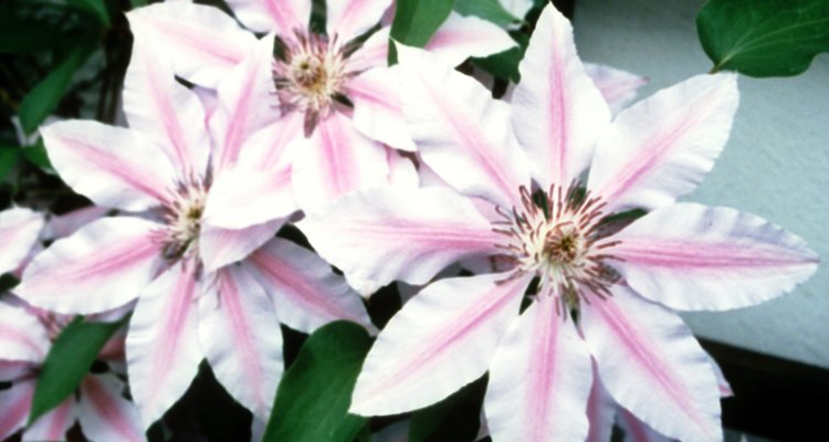 With more than 400 cultivars of clematis, identification can be tricky.