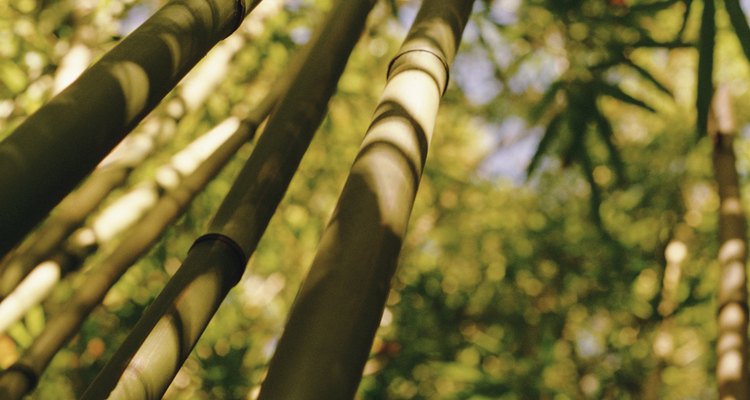 How to Grow Thick Bamboo