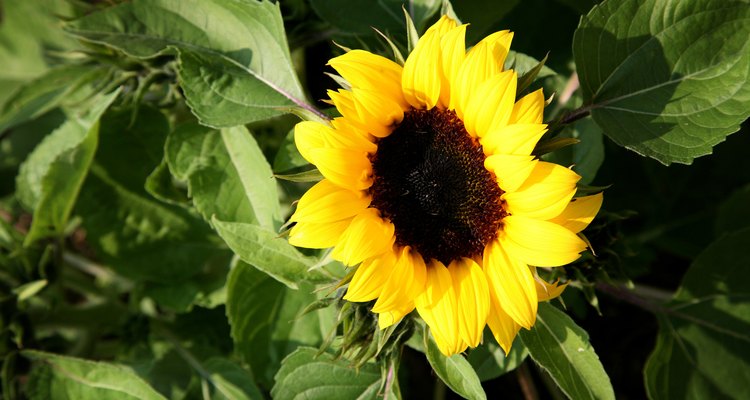 El centro oscuro y los petalos amarillos brillantes del girasol atraen a los polinizadores.