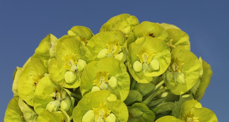 Euphorbia is a large genus of diverse plants.