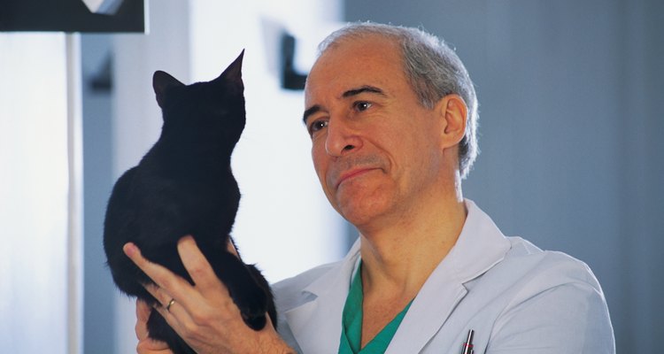 Un gatito que no quiere comer tiene que ser examinado por un veterinario.