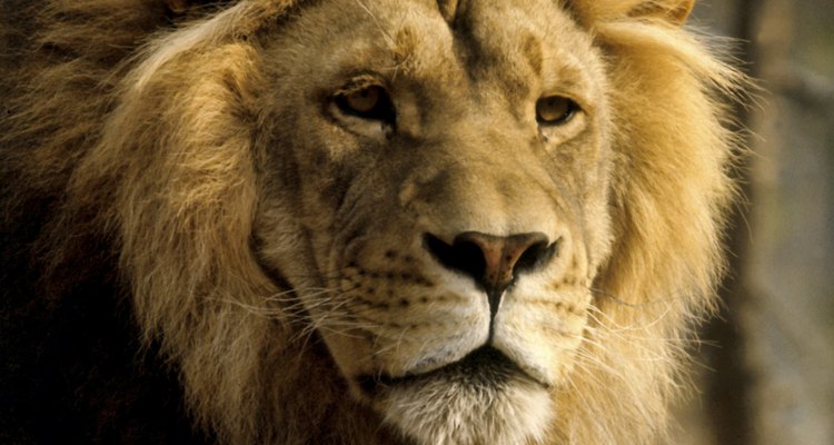 Captura el corazón de un Leo llenándolo de piropos.