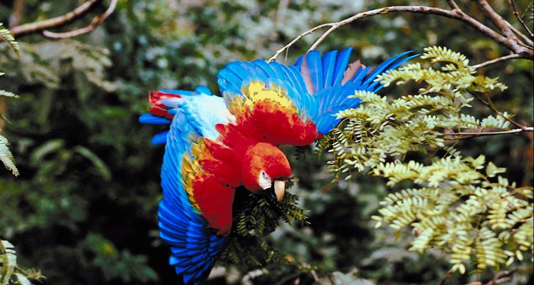 Papagaios selvagens usam grandes quantidades de energia para voar