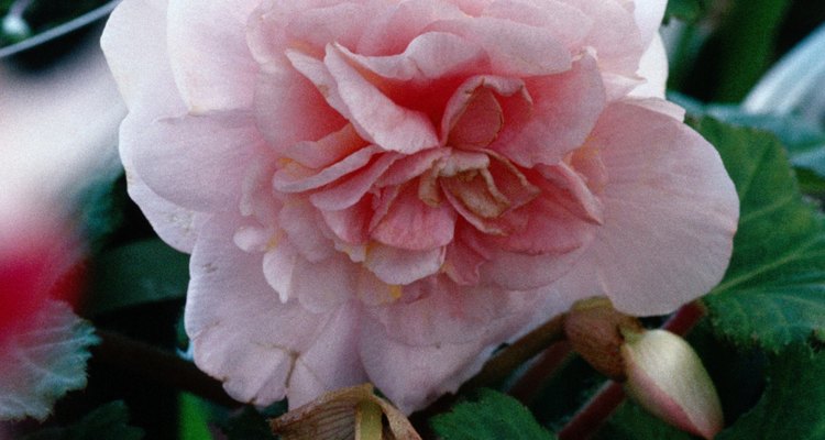 Blooms like this are out of the question if thrips are present.