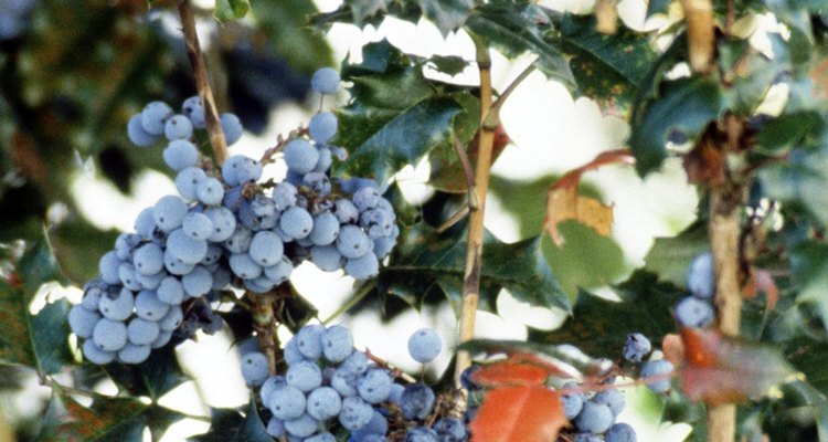 Oregon grape has leathery hollylike leaves.
