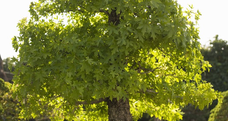 The English oak thrives in full sunlight and requires regular pruning for shape.