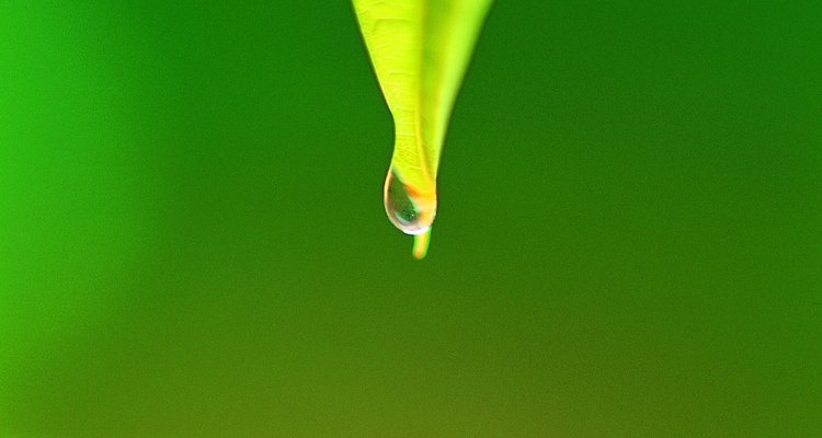 La cutícula de una planta evita la pérdida de agua no deseada.