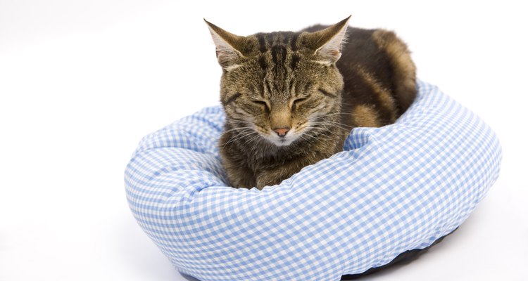Un gato letárgico puede estar sufriendo de deshidratación.